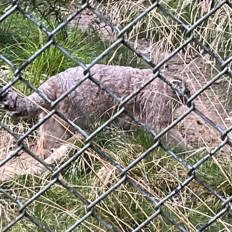 A photograph of a Pallas's cat