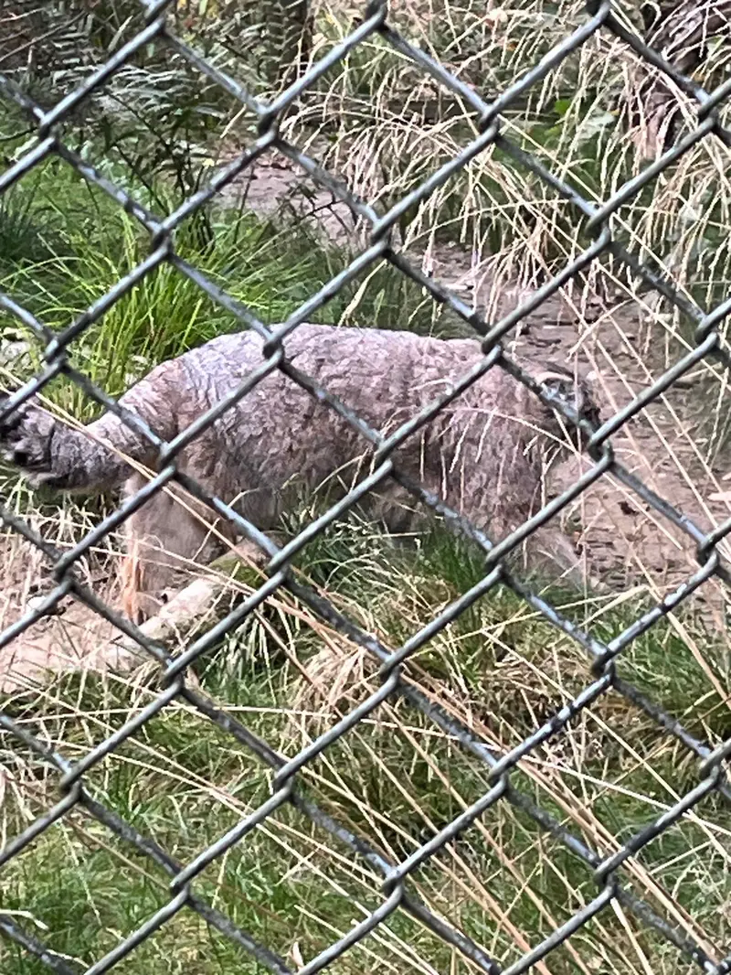 A photograph of a Pallas's cat