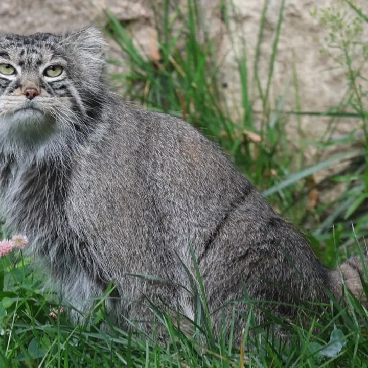 A photograph of a Pallas's cat in Moscow zoo