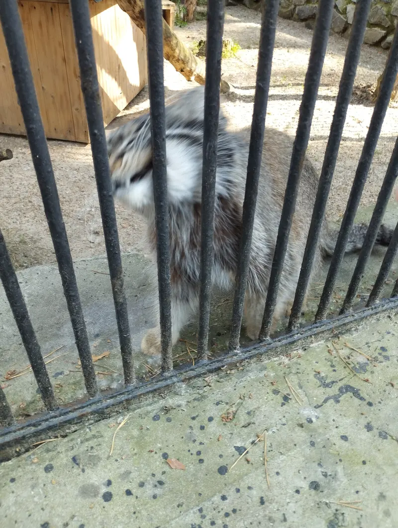 A photograph of a Pallas's cat in Novosibirsk Zoo