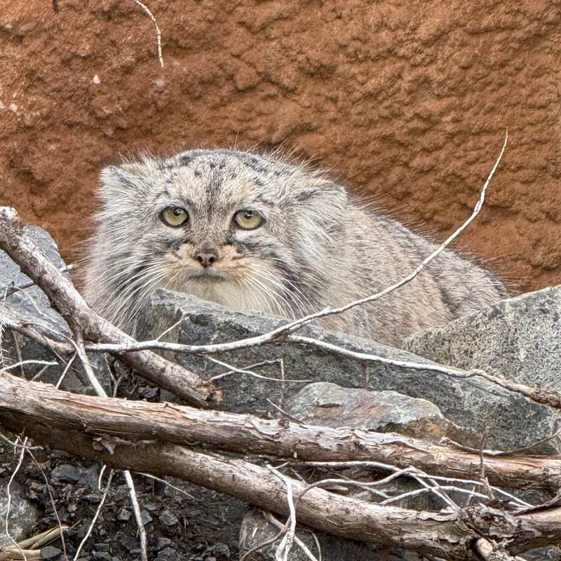 A photograph of Prinsessa in Prague Zoo