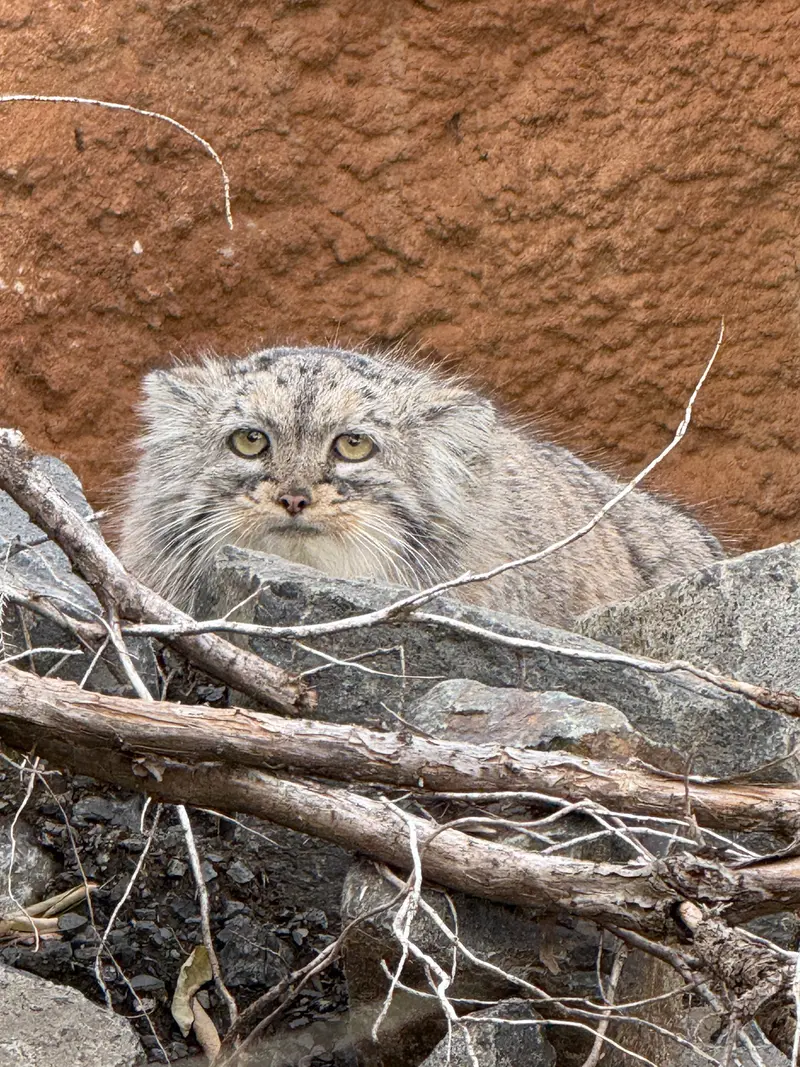 A photograph of Prinsessa in Prague Zoo