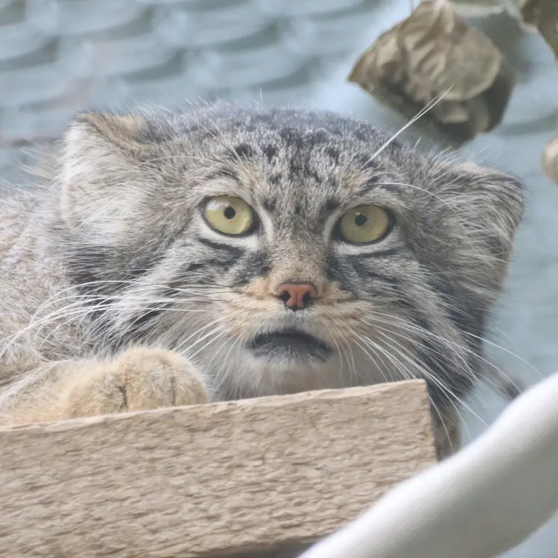Nox the Pallas's cat from Saskatoon Forestry Farm Park & Zoo
