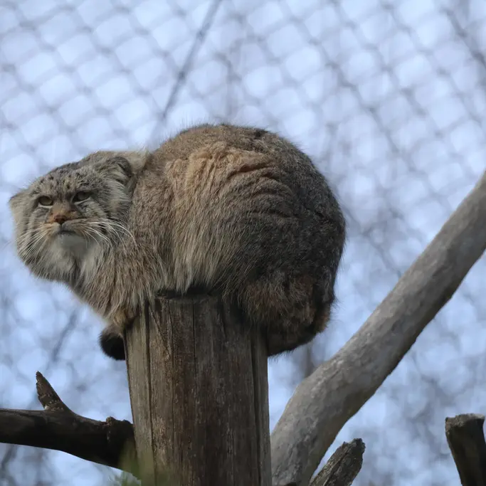 A photograph of Arkas in Korkeasaari Zoo