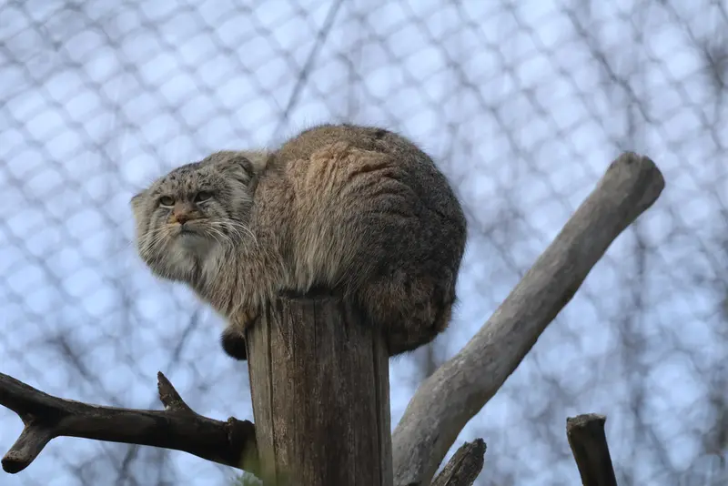 A photograph of Arkas in Korkeasaari Zoo