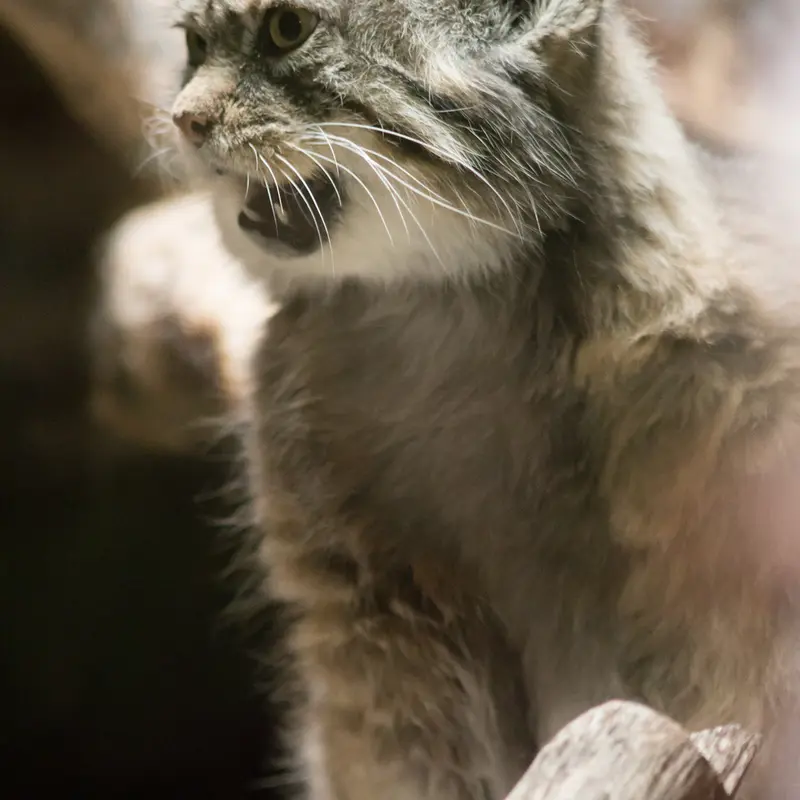 A photograph of Primula in Ueno Zoological Gardens