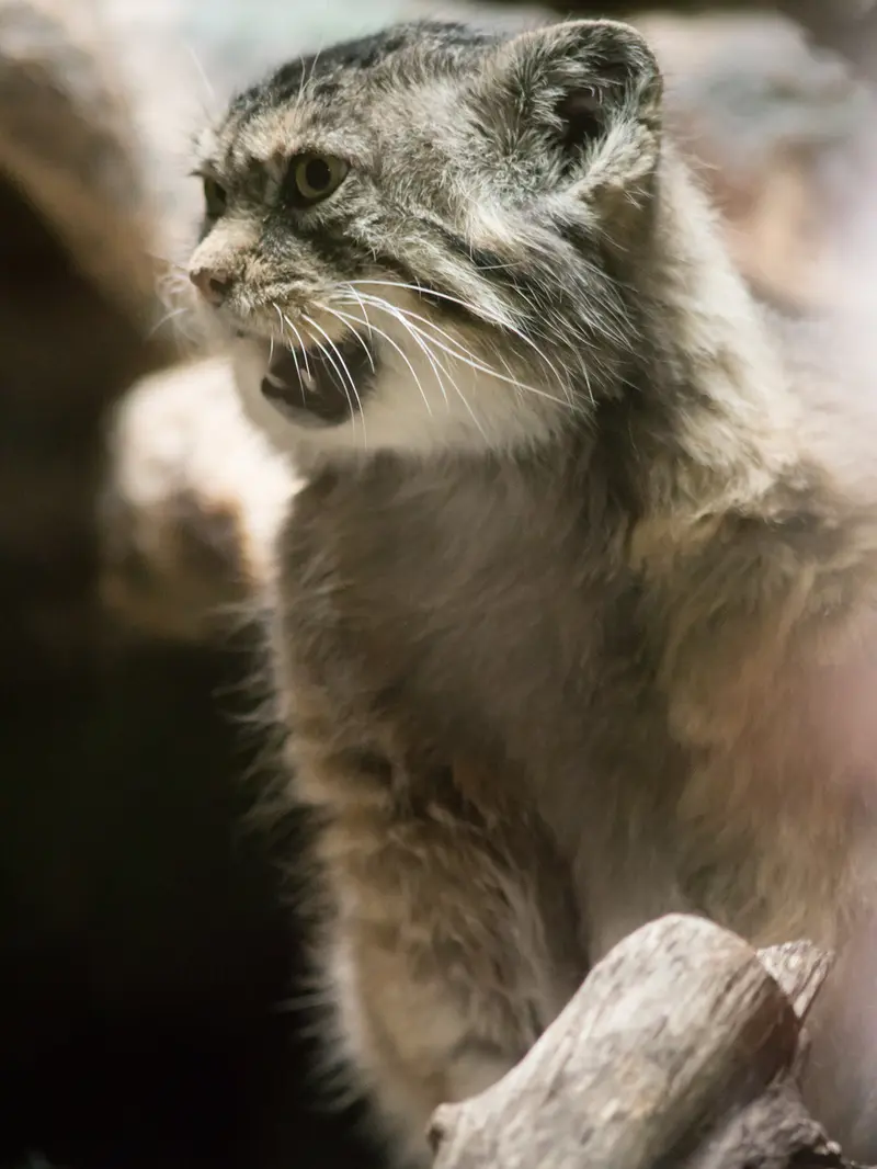 A photograph of Primula in Ueno Zoological Gardens