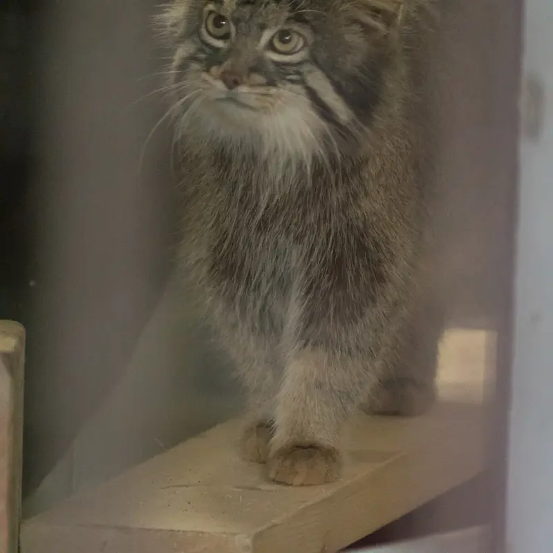 A photograph of Figa in Nogeyama Zoo