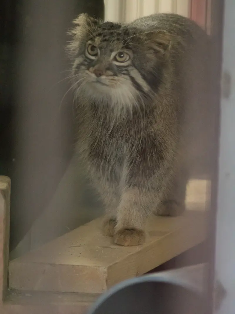 A photograph of Figa in Nogeyama Zoo