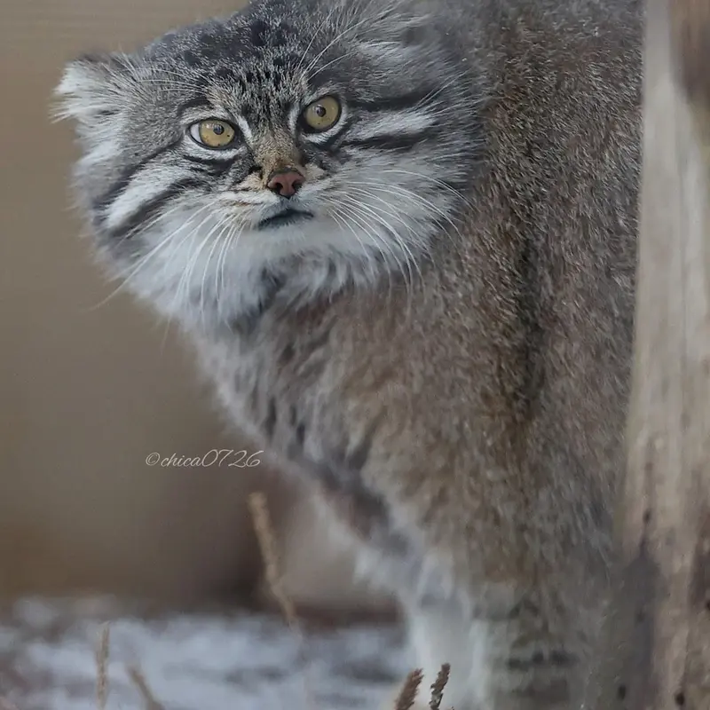 A photograph of Grusha in Asahiyama Zoo