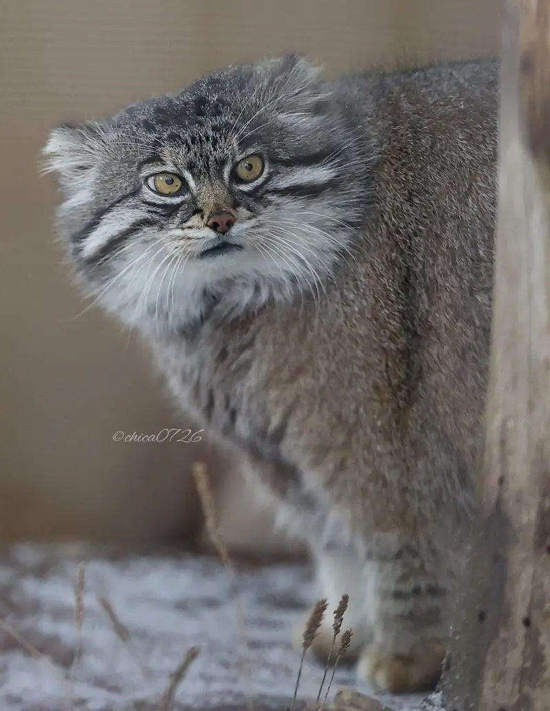 A photograph of Grusha in Asahiyama Zoo