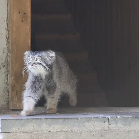 A photograph of a Pallas's cat in Moscow zoo
