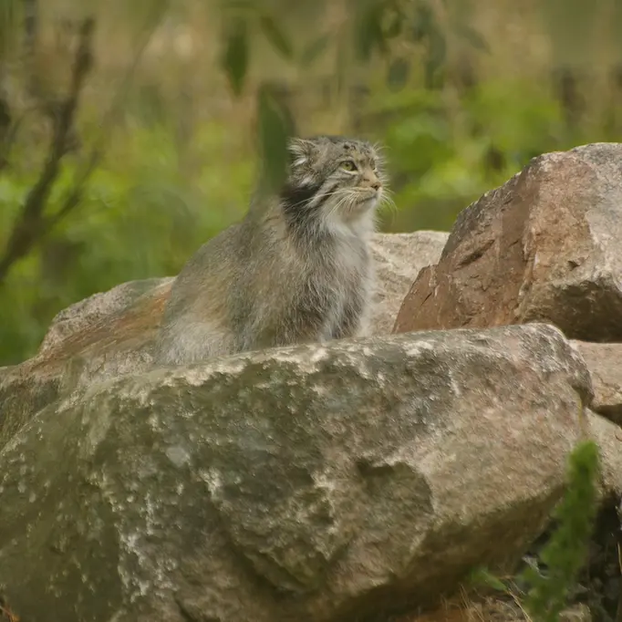 A photograph of Benny in Parken Zoo
