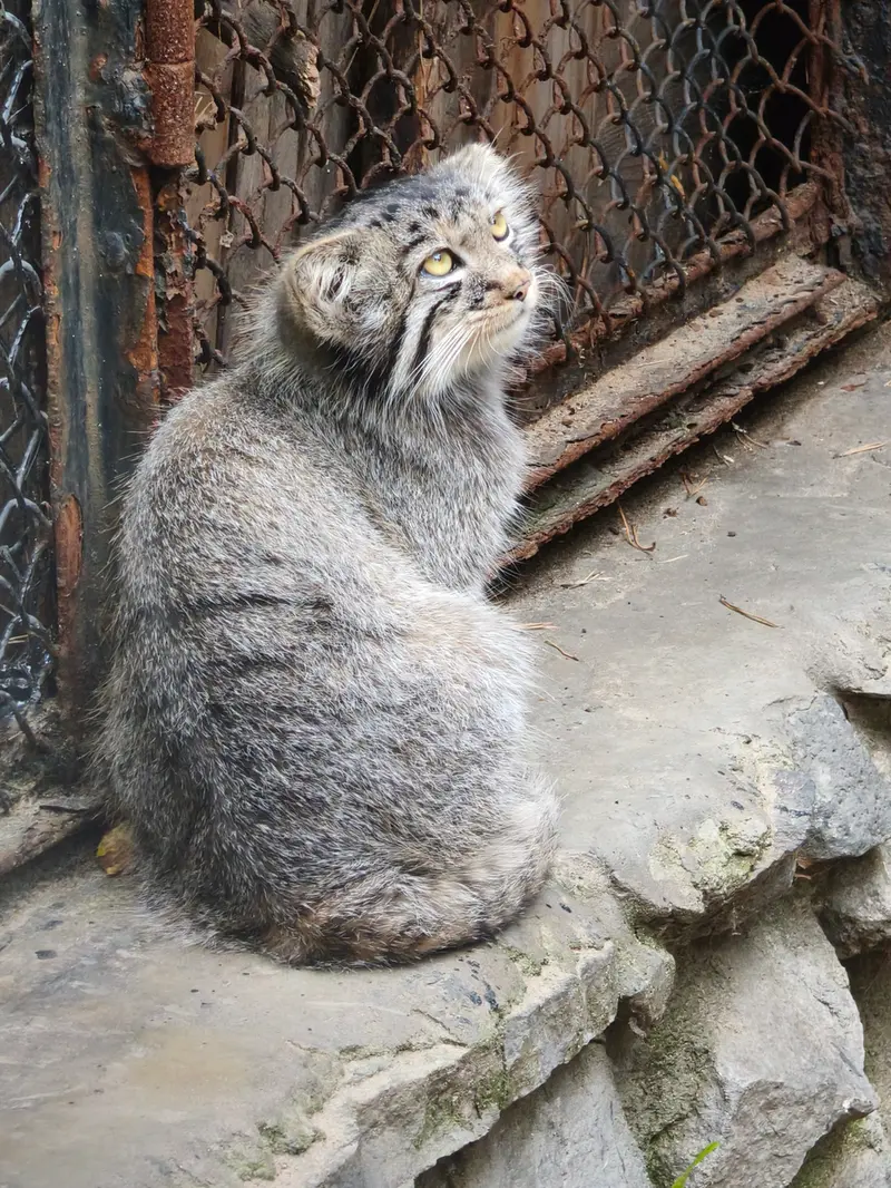 A photograph of a Pallas's cat in Novosibirsk Zoo