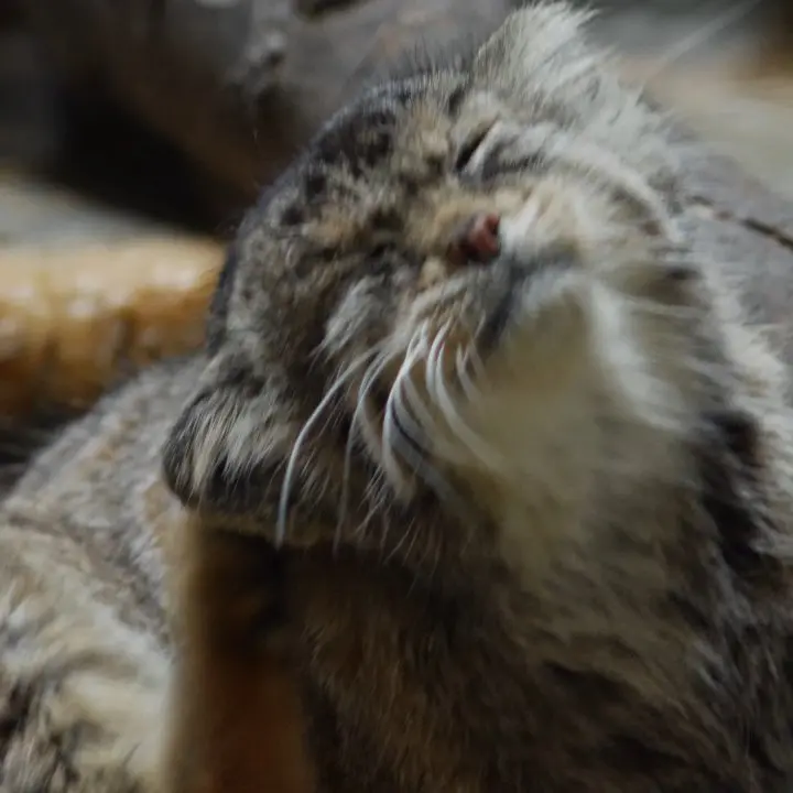 A photograph of a Pallas's cat in Ueno Zoological Gardens