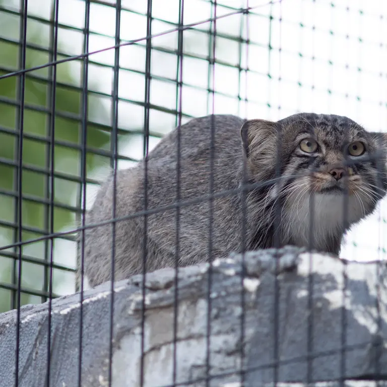 A photograph of Hide in Asahiyama Zoo