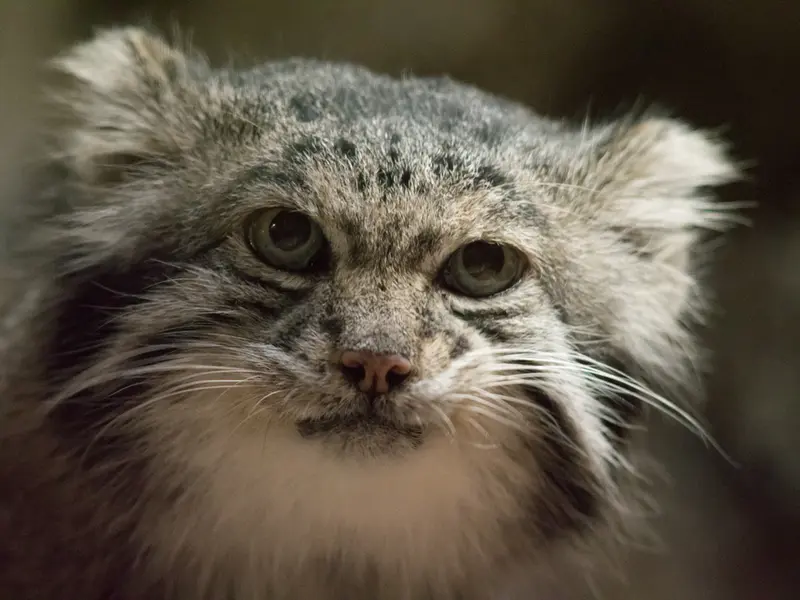 A photograph of Klyon in Ueno Zoological Gardens