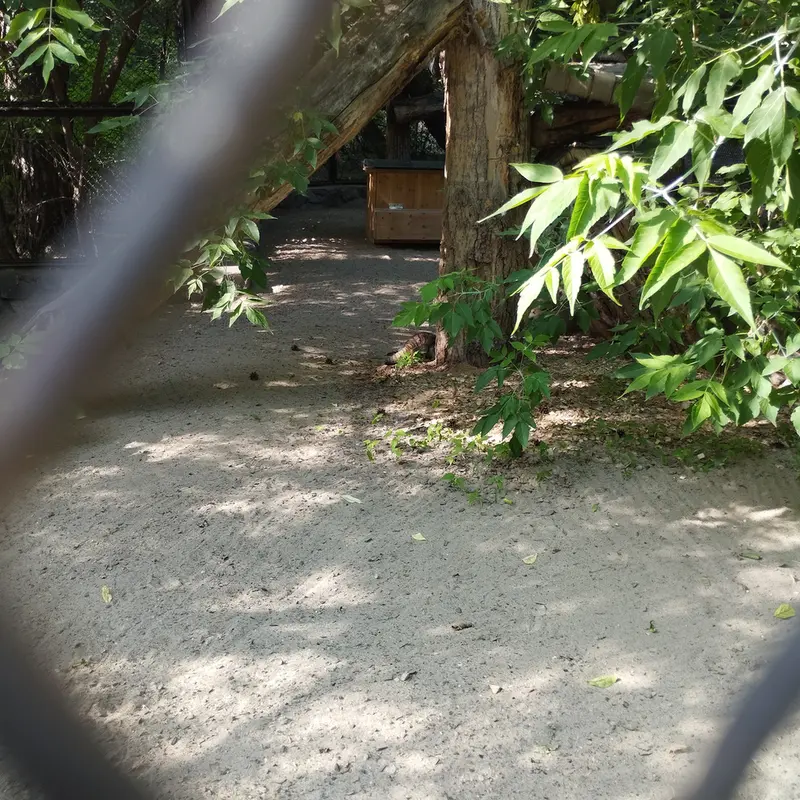 A photograph of a Pallas's cat in Novosibirsk Zoo