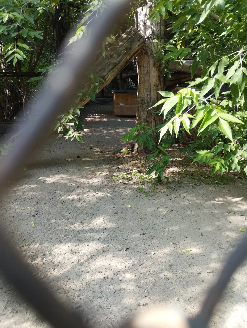 A photograph of a Pallas's cat in Novosibirsk Zoo
