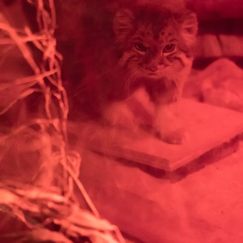 A photograph of Naim in Ueno Zoological Gardens
