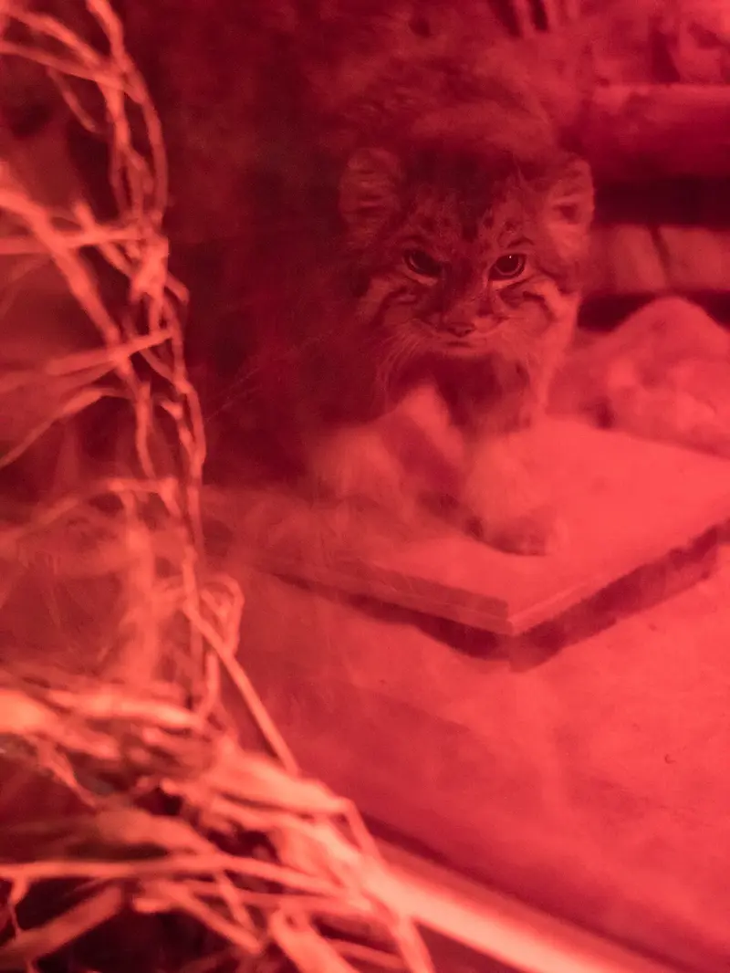 A photograph of Naim in Ueno Zoological Gardens