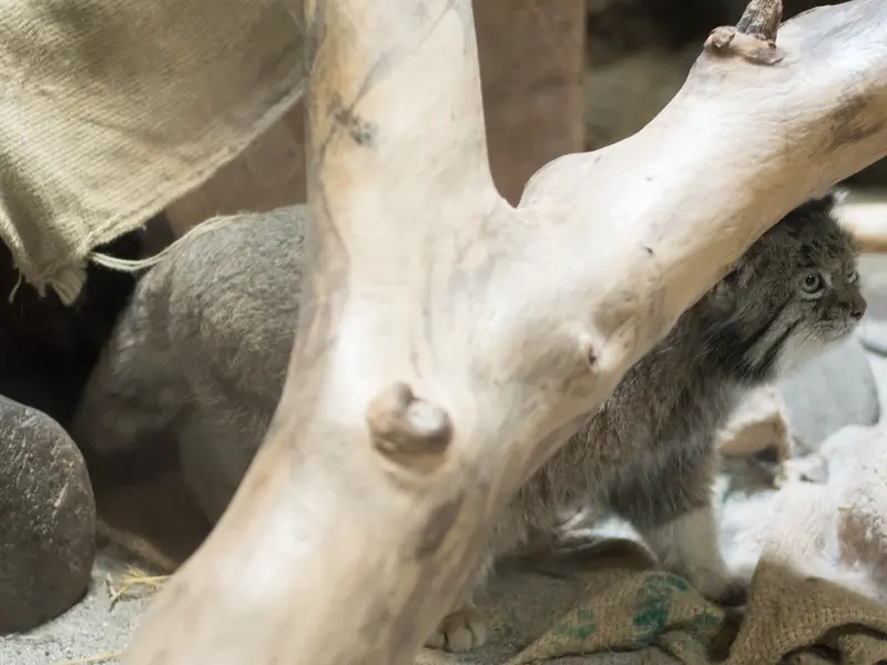 A photograph of Klyon in Ueno Zoological Gardens