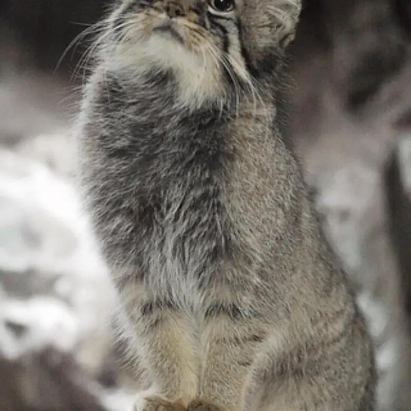 A photograph of Tabby in Ueno Zoological Gardens