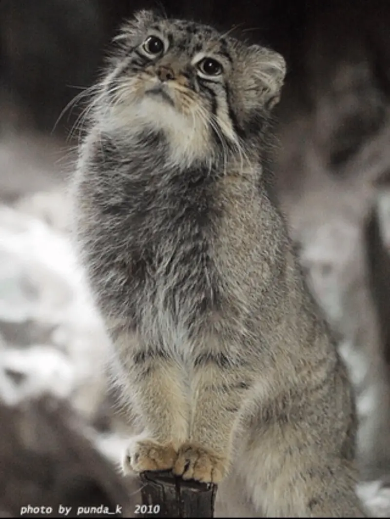 A photograph of Tabby in Ueno Zoological Gardens