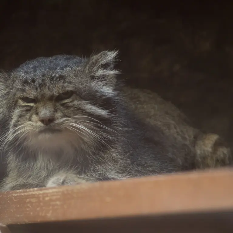 A photograph of Klyon in Ueno Zoological Gardens