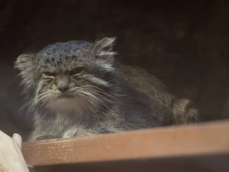 A photograph of Klyon in Ueno Zoological Gardens