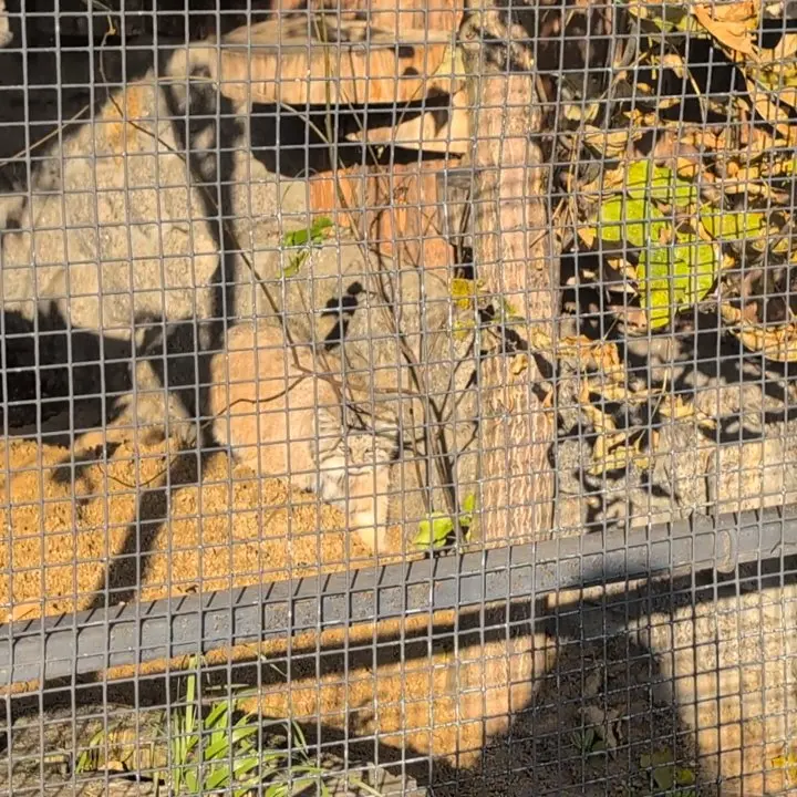 A photograph of Namika in Leningrad zoo