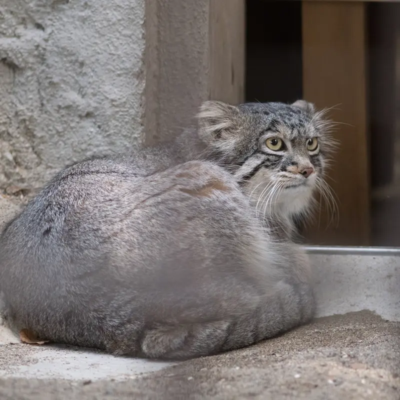 A photograph of Figa in Nogeyama Zoo