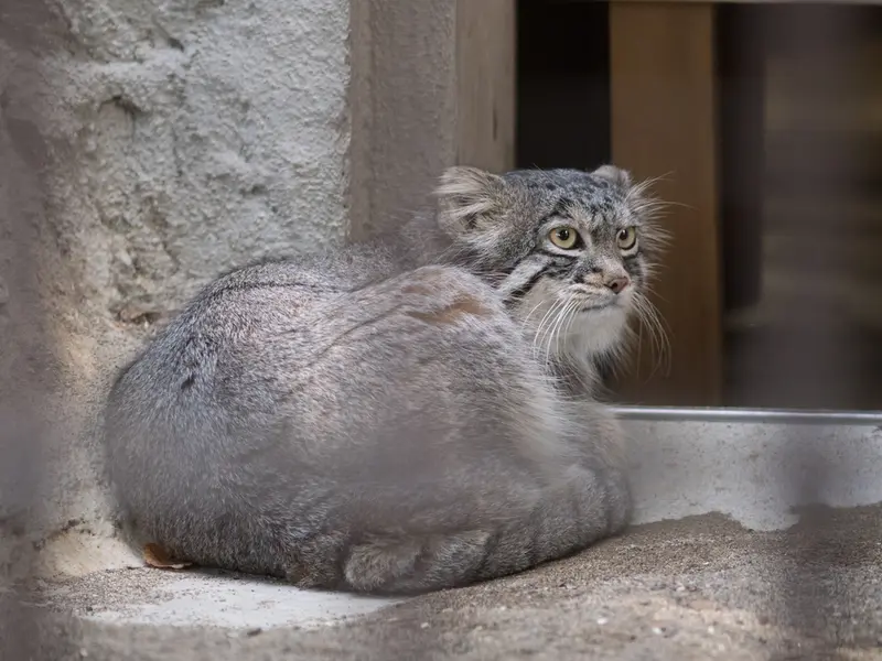 A photograph of Figa in Nogeyama Zoo