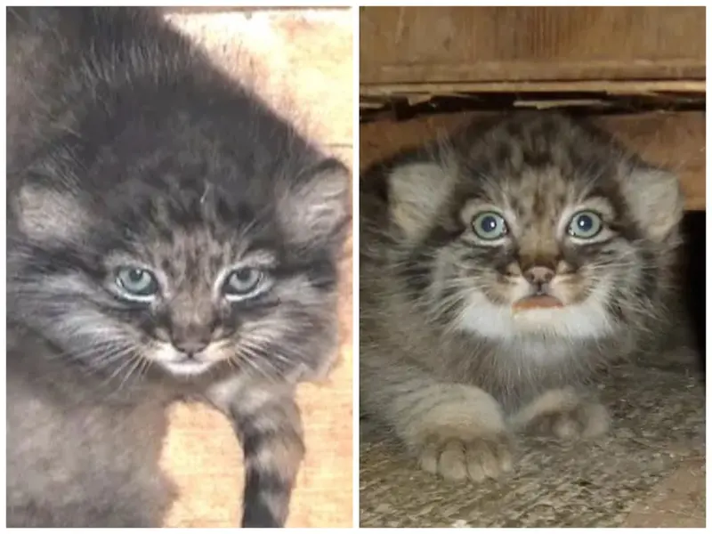 A photograph of a Pallas's cat