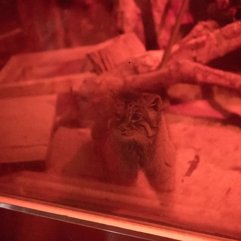 A photograph of Naim in Ueno Zoological Gardens
