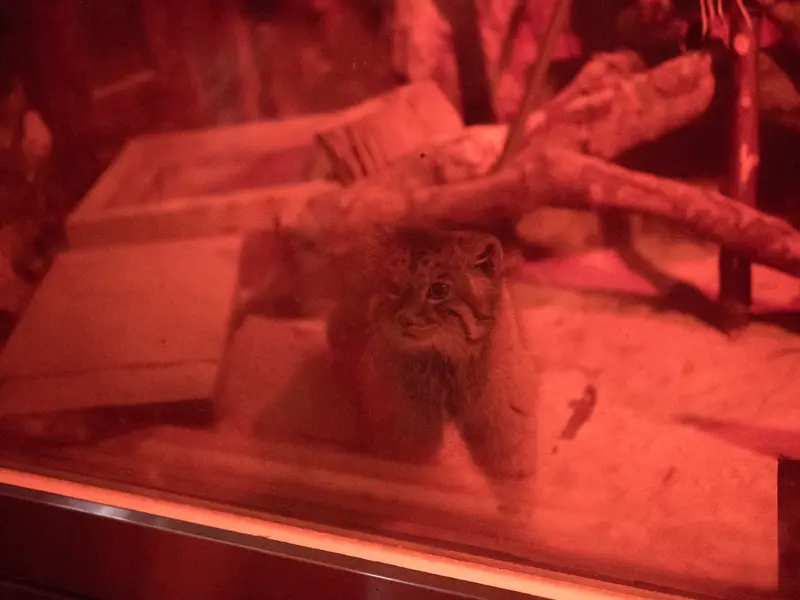 A photograph of Naim in Ueno Zoological Gardens