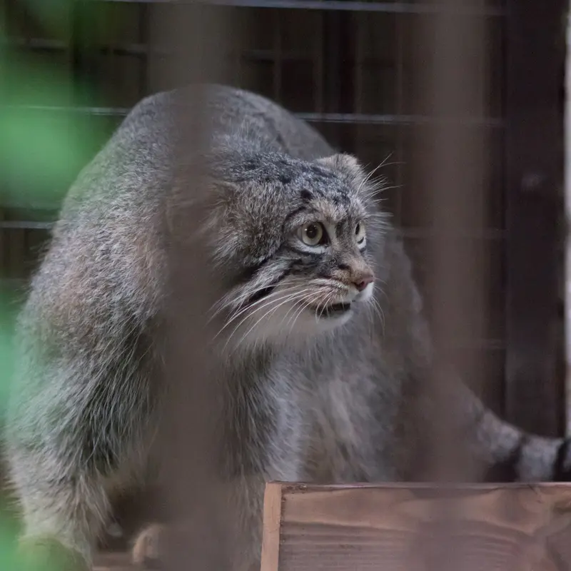 A photograph of Figa in Nogeyama Zoo