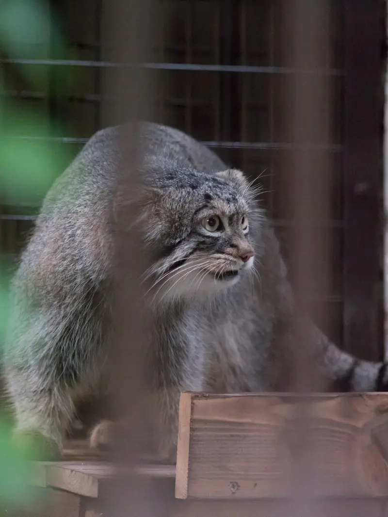 A photograph of Figa in Nogeyama Zoo