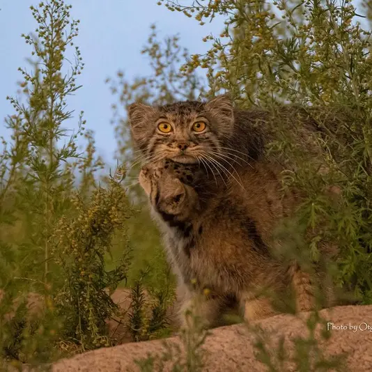 A photograph of a Pallas's cat