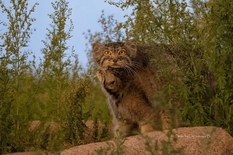 A photograph of a Pallas's cat