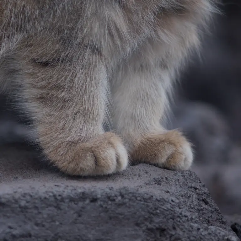 A photograph of Grusha in Asahiyama Zoo