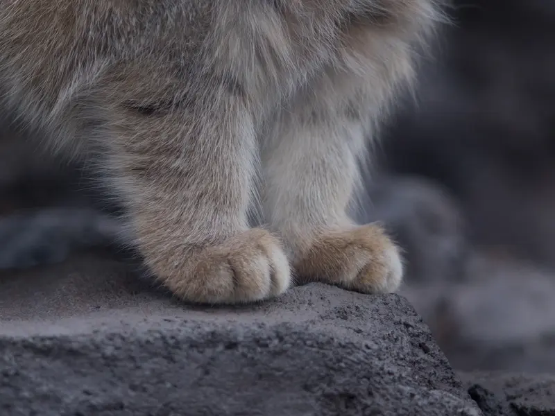 A photograph of Grusha in Asahiyama Zoo