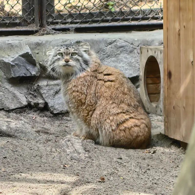 A photograph of Lastochka in Novosibirsk Zoo