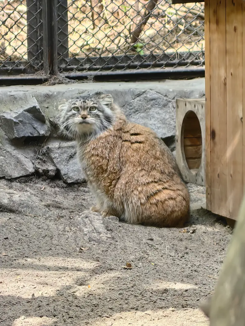 A photograph of Lastochka in Novosibirsk Zoo