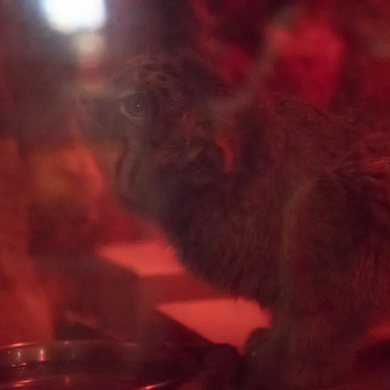 A photograph of Naim in Ueno Zoological Gardens
