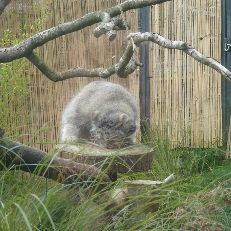 A photograph of Akiko in Edinburgh Zoo