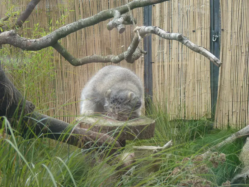 A photograph of Akiko in Edinburgh Zoo