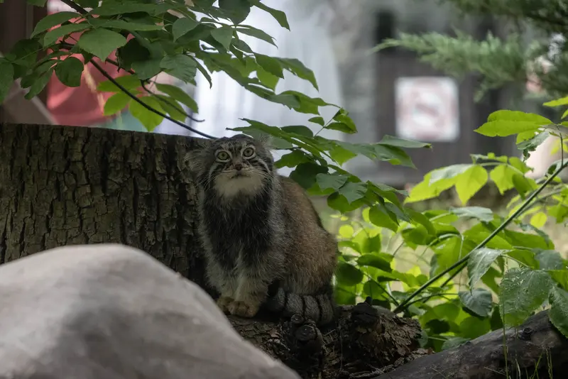 A photograph of Timofey in Moscow zoo