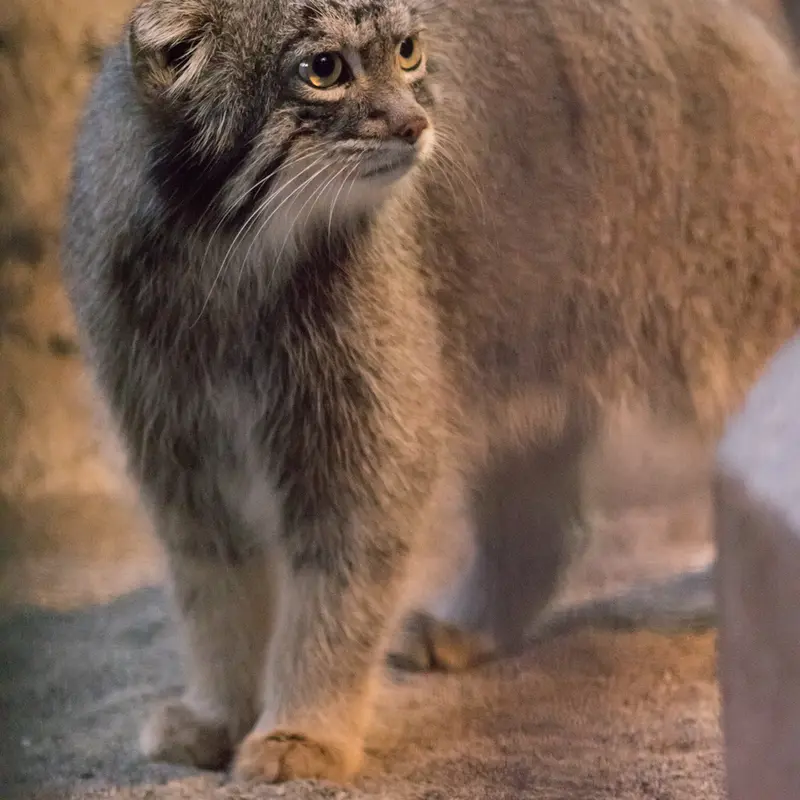 A photograph of Figa in Nogeyama Zoo