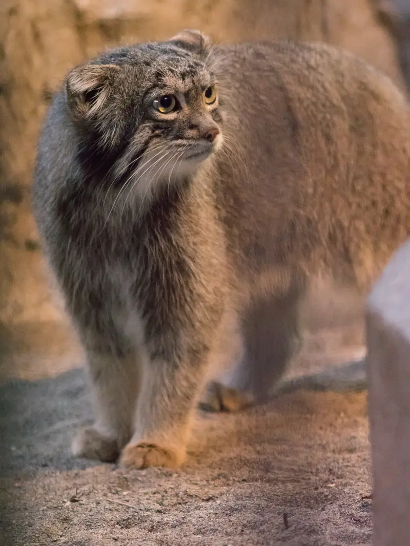 A photograph of Figa in Nogeyama Zoo